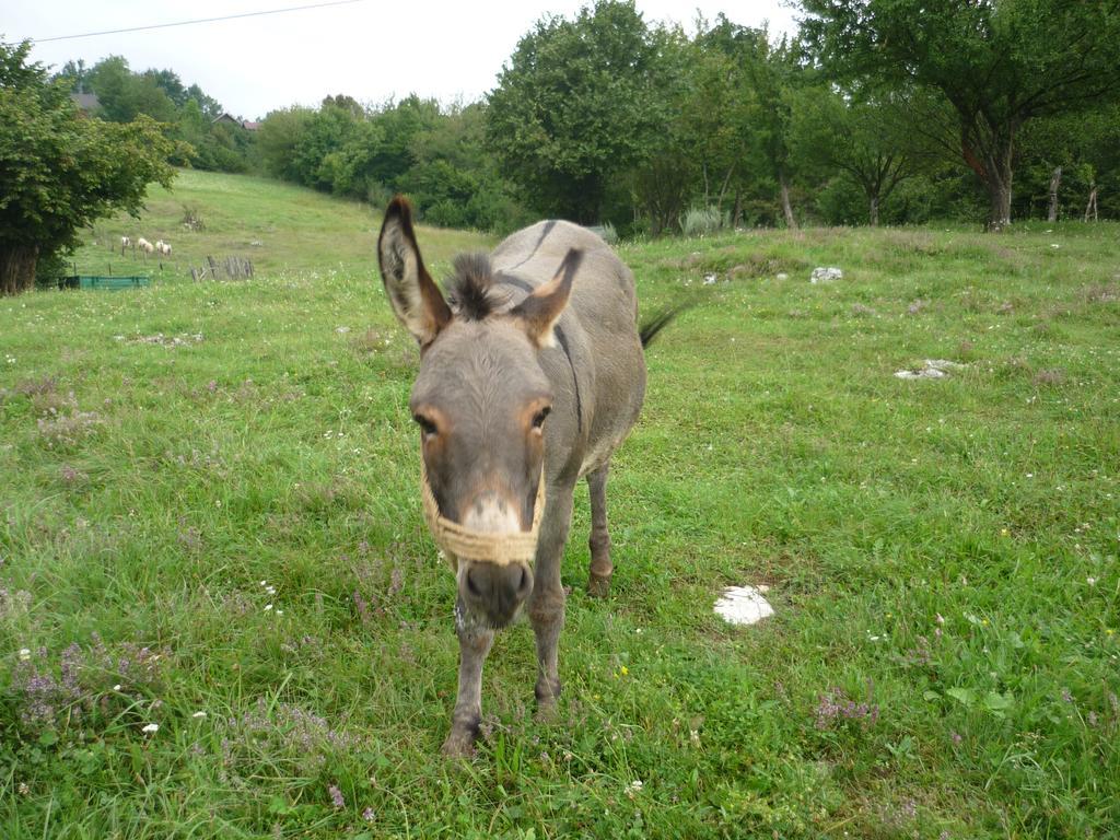 Guesthouse Anka Plitvica selo Buitenkant foto